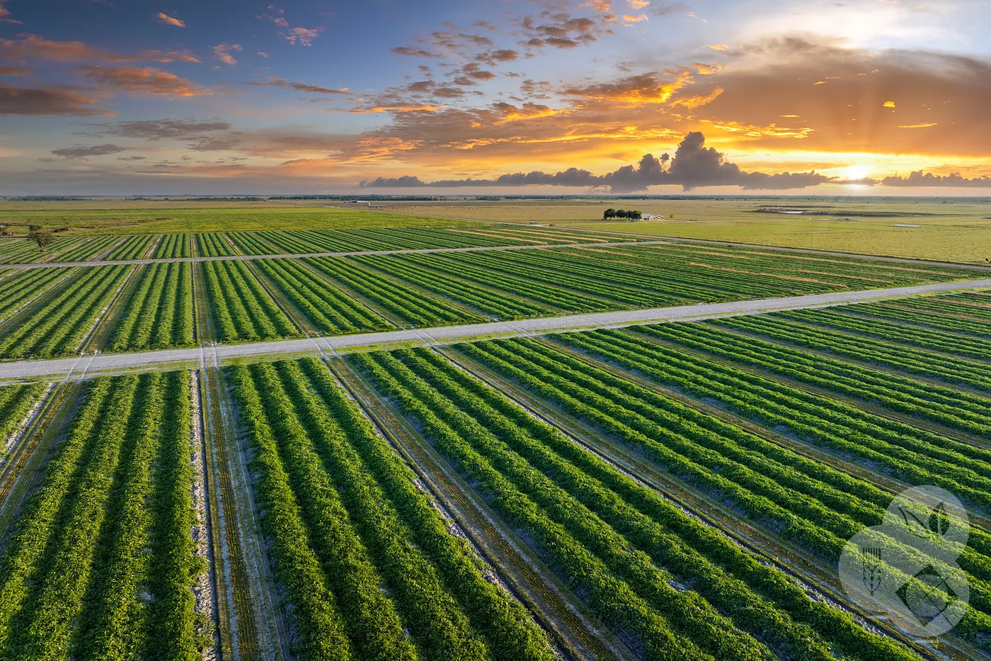 Agricultura en Arroyo de San Serván: características del entorno agrícola y oportunidades