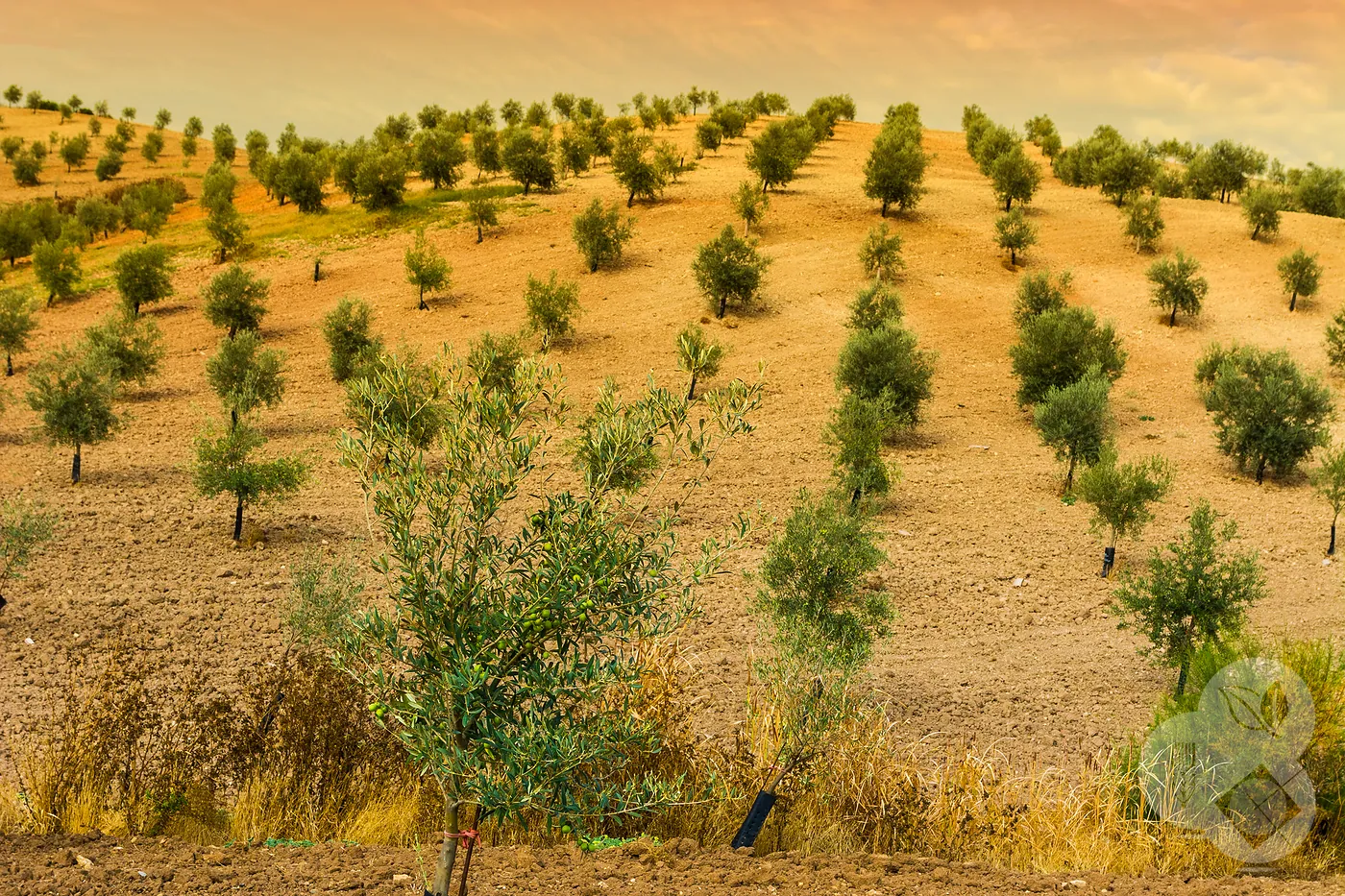 Análisis de suelo y savia en Badajoz: base de la agricultura de precisión