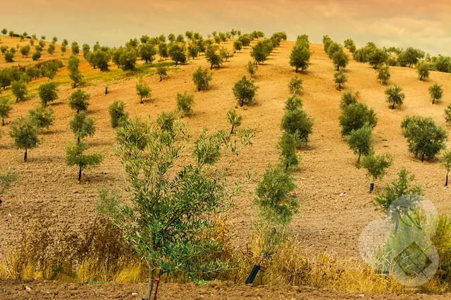 Paisaje agrícola 12 — Badajoz