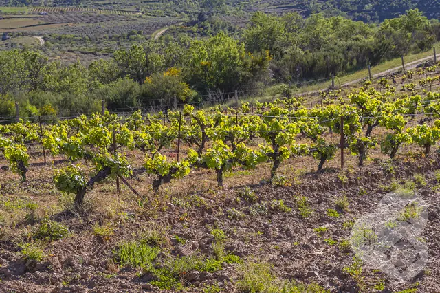 Paisaje agrícola 14 — Badajoz