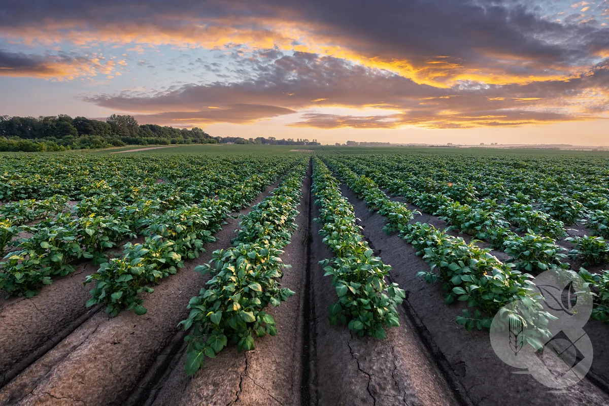 Campos de cultivo sostenible en Badajoz